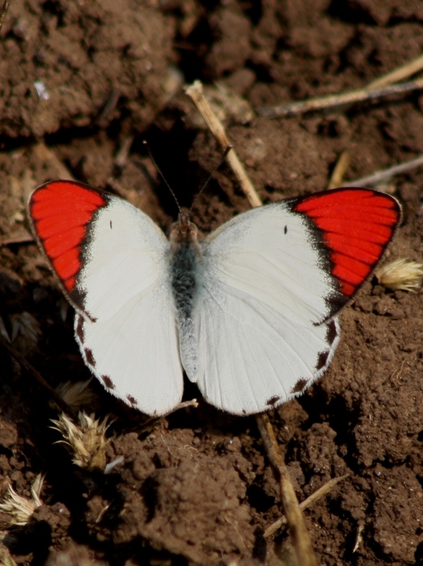 Butterflies